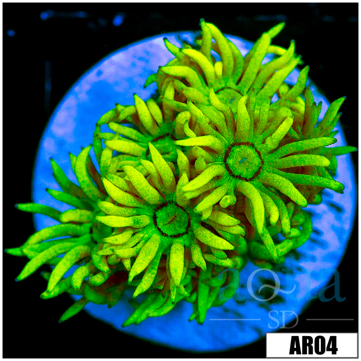 ASD Banana Goniopora