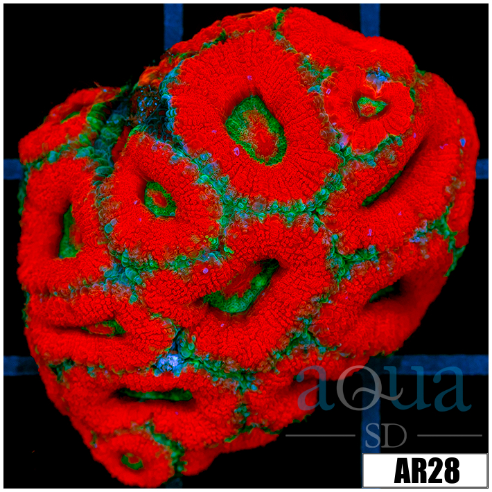 Teal Stripes Acan Lord Colony