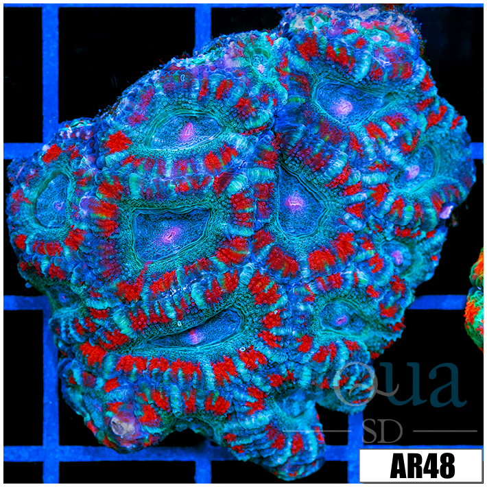 Superman Acan Lord Colony