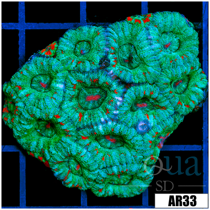 Teal Overload Acan Lord Colony