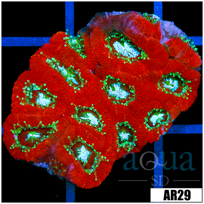 Radioactive Core Acan Lord Colony