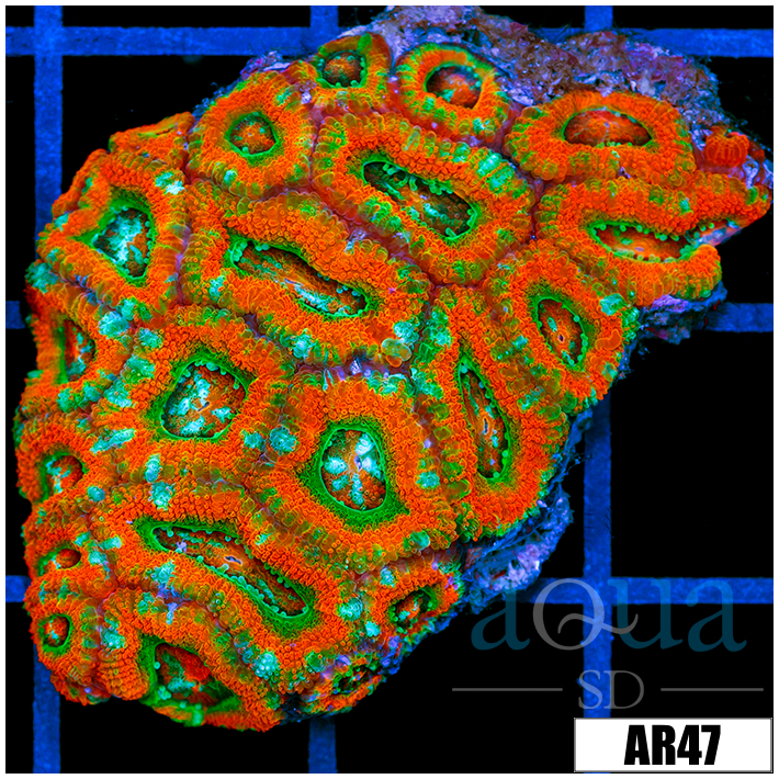 Ultra Tangerine Breeze Acan Lord Colony