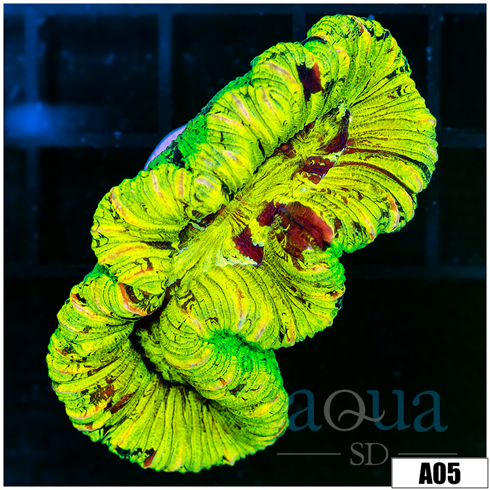 Ultra Neon Trachy