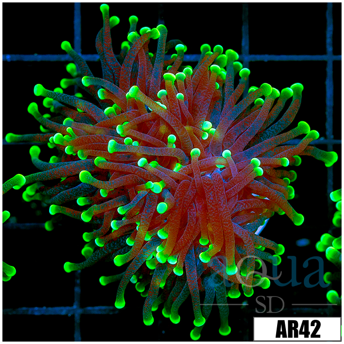 ASD Flashlight Torch