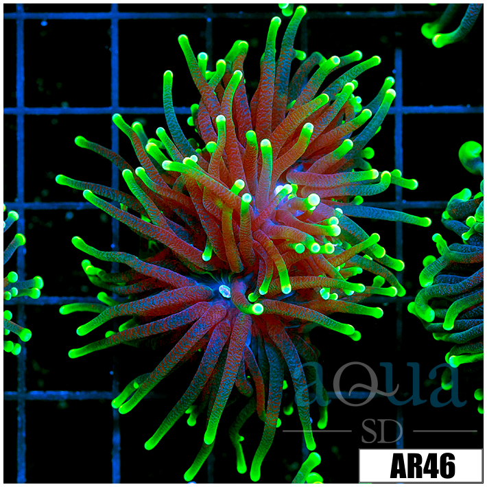 ASD Flashlight Torch