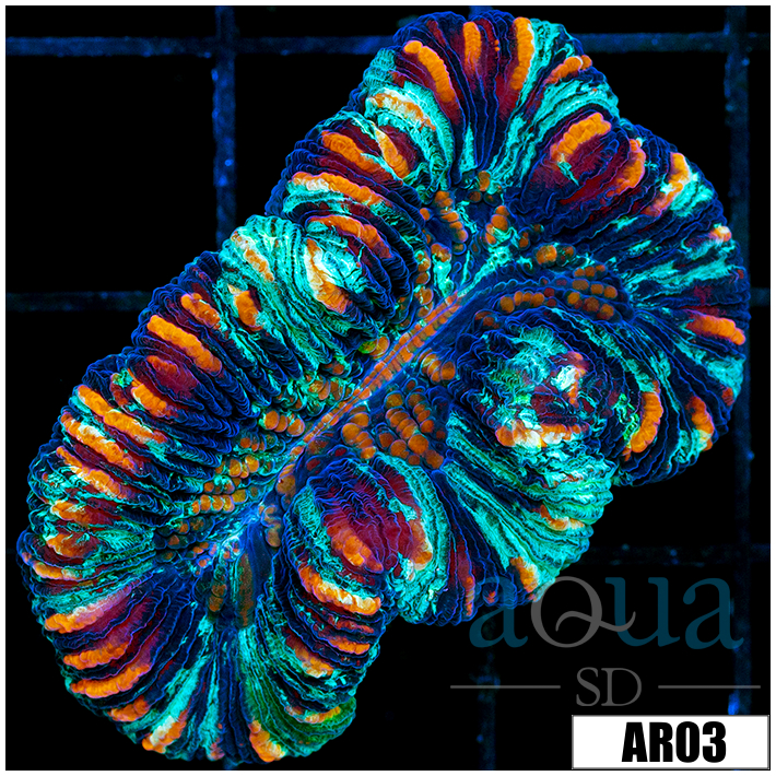 Ultra Tiger Striped Trachy
