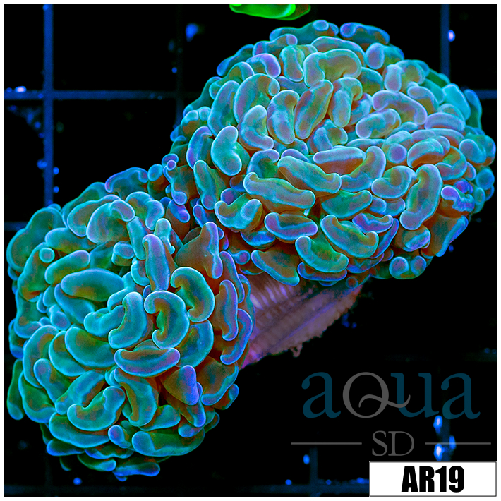 Aussie Neon Branchin Hammer