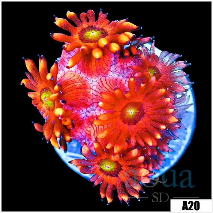 ASD Flaming Phoenix Goniopora