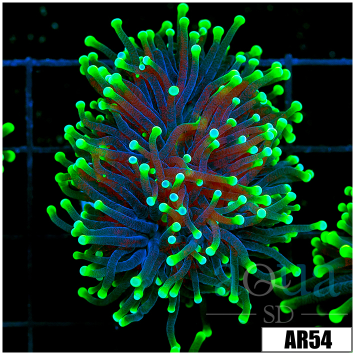 ASD Flashlight Torch