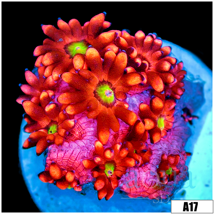 ASD Flaming Phoenix Goniopora