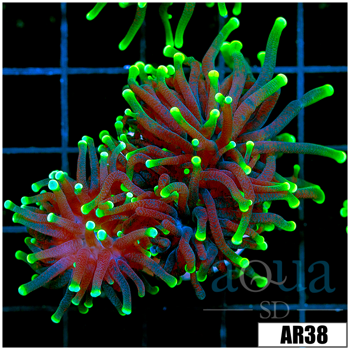 ASD Flashlight Torch
