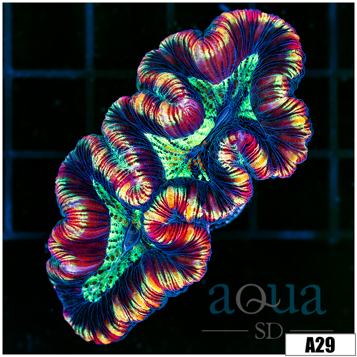 Rainbow Rim Trachy