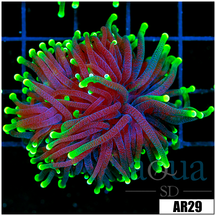 ASD Flashlight Torch