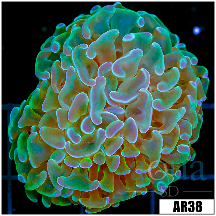 Aussie Neon Branchin Hammer