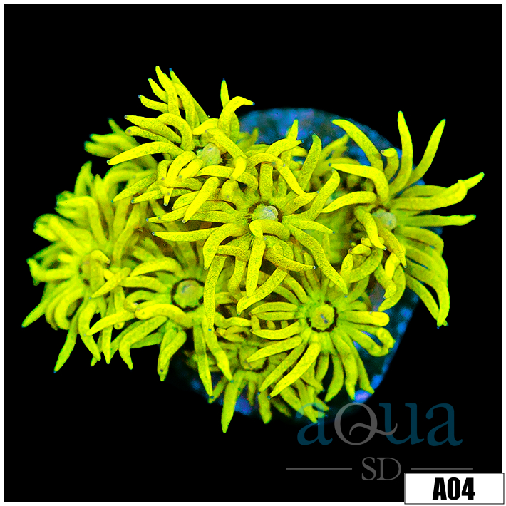 ASD Banana Goni