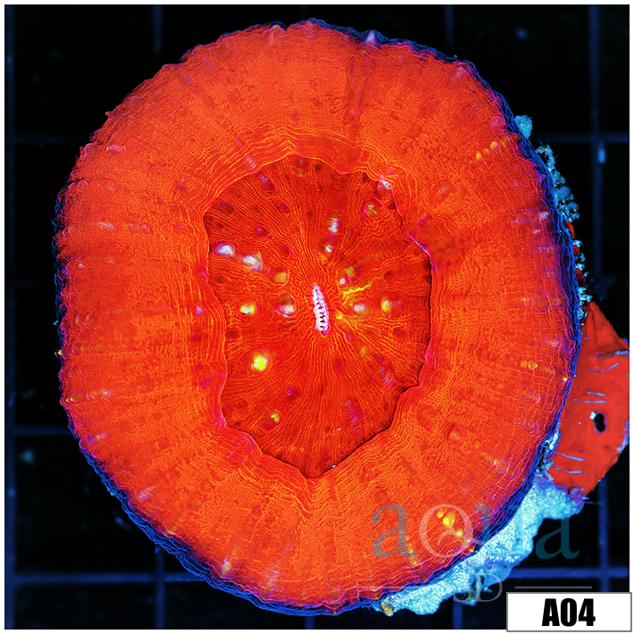 ASD Molten Red Scolymia