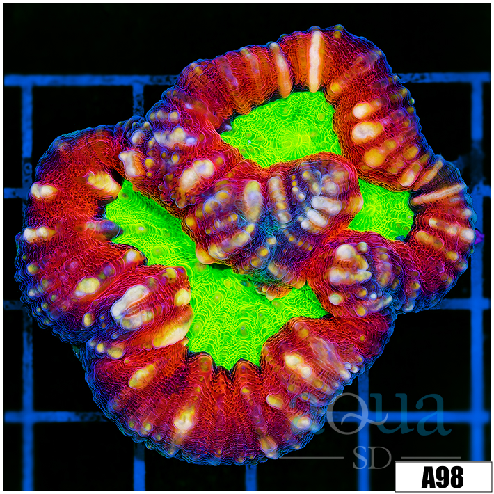 Radioactive Eyes Lobophyllia