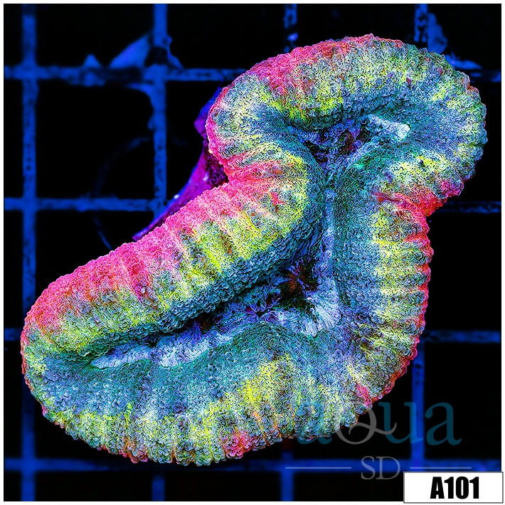 Bubblegum Rim Lobophyllia