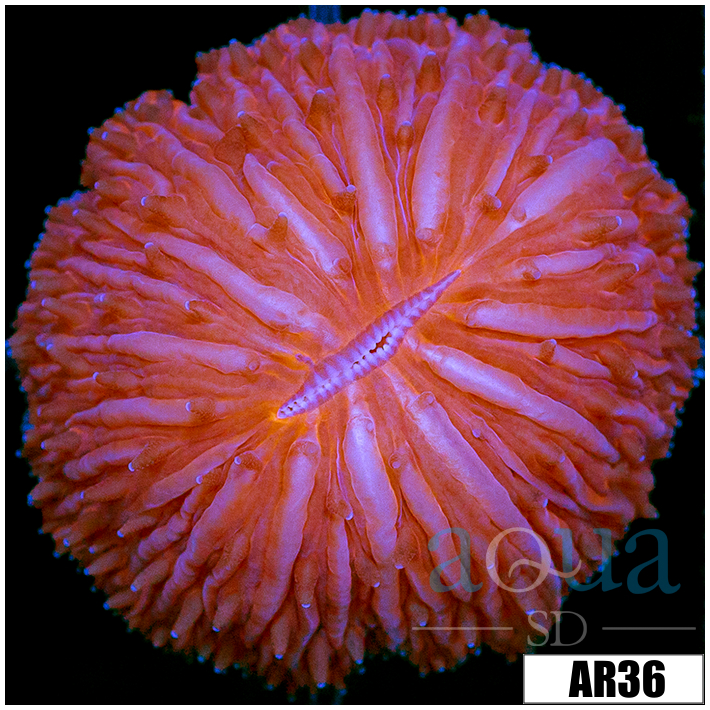 Orange Helmet Plate Coral