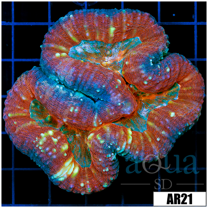 Superman Lobophyllia