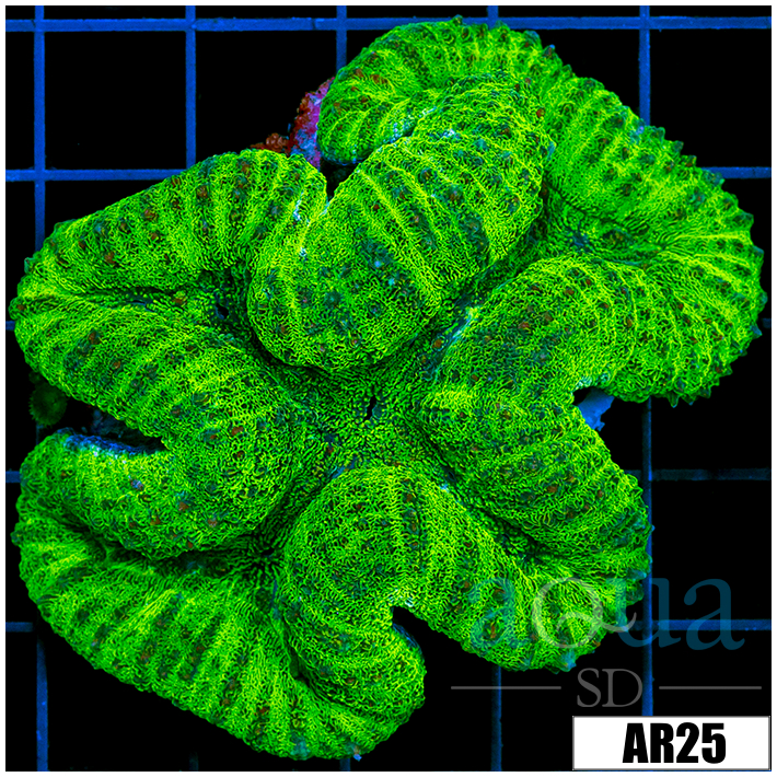 Full Nuclear Lobophyllia
