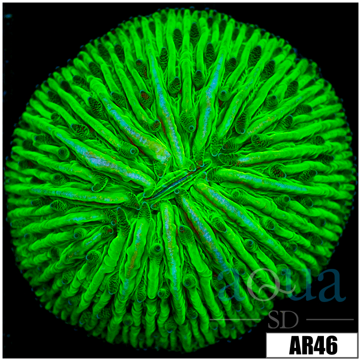 Nuclear Helmet Plate Coral