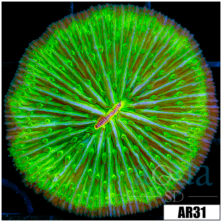 Nuclear Plate Coral