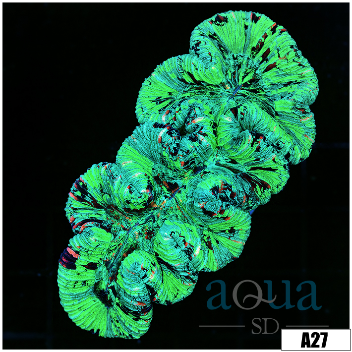 Neon Splatter Trachy