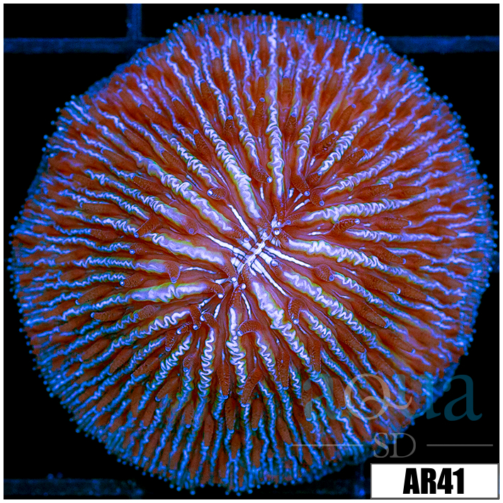 Blue Helmet Plate Coral