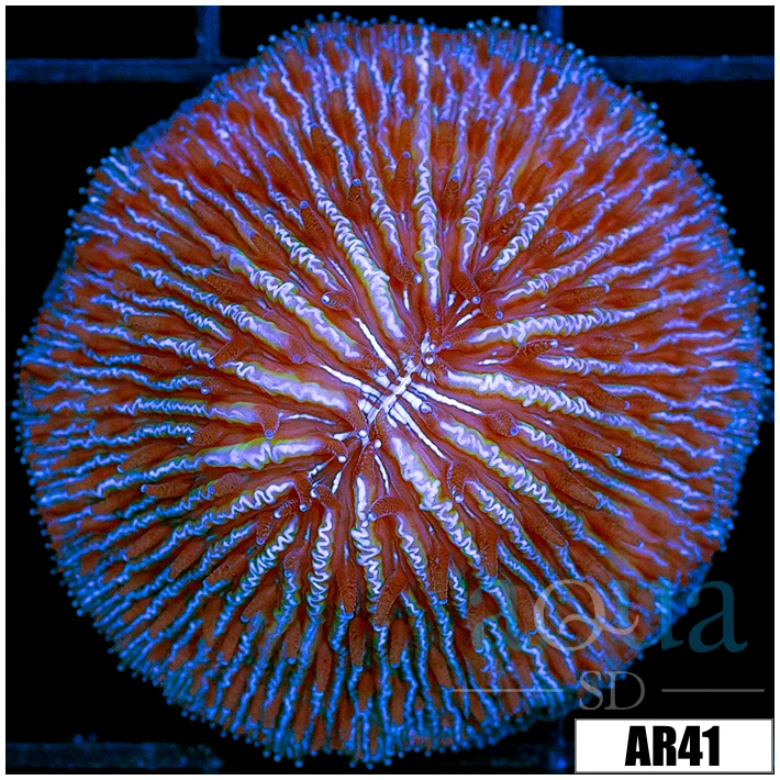 Blue Helmet Plate Coral