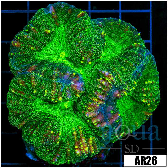 Full Nuclear Lobophyllia