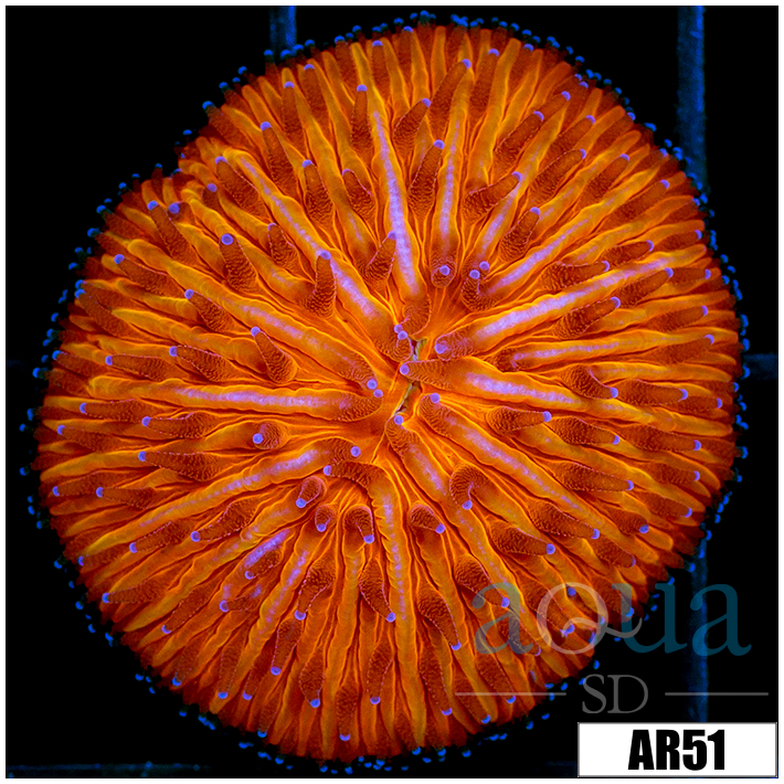 Orange Helmet Plate Coral