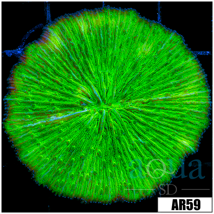 Nuclear Plate Coral