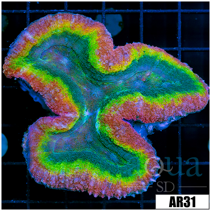 Bubble Gum Rim Lobophyllia