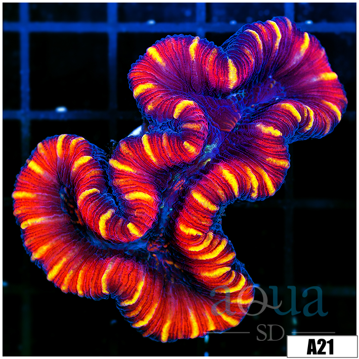Aussie Lava Rim Trachy
