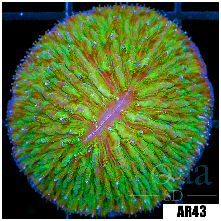 Nuclear Helmet Plate Coral