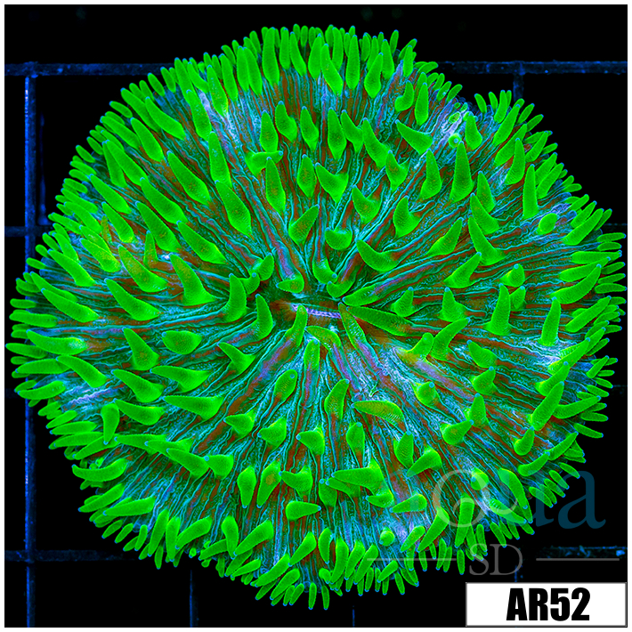 Nuclear Plate Coral