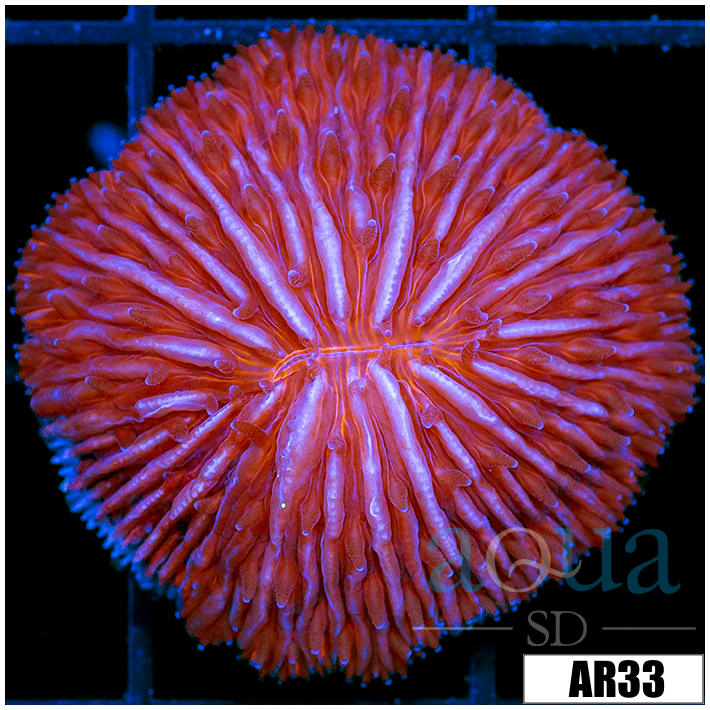 Orange Helmet Plate Coral
