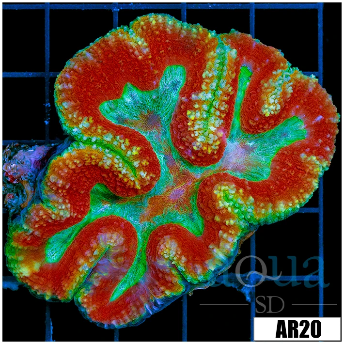 ASD Flaming Rainbow Lobophyllia