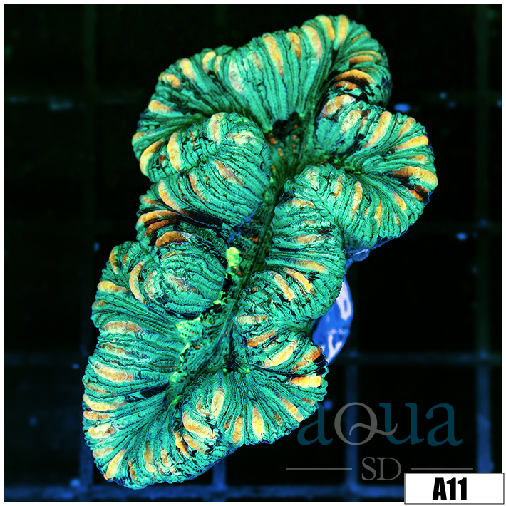 Neon Splatter Trachy