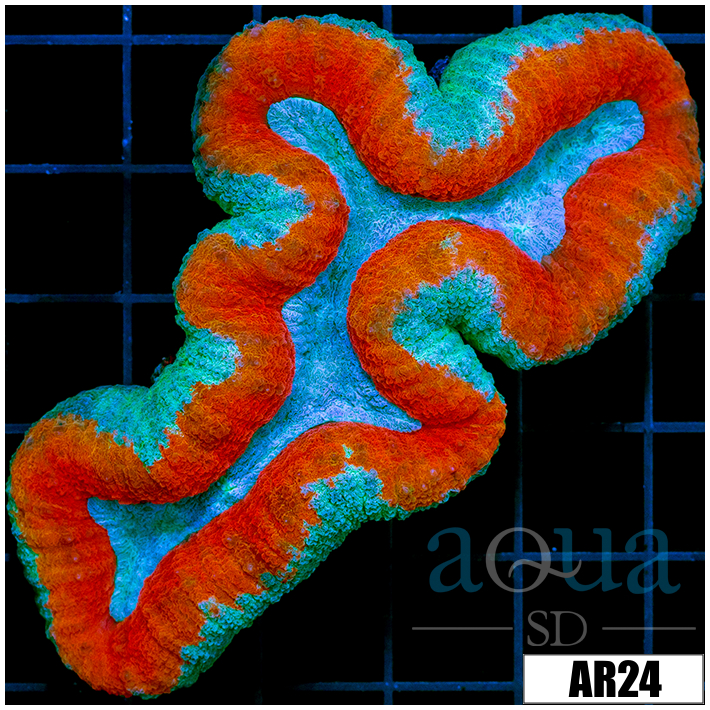 Fire And Ice Lobophyllia