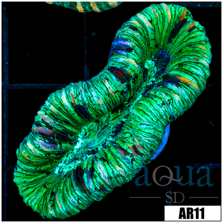 Neon Splatter Trachy