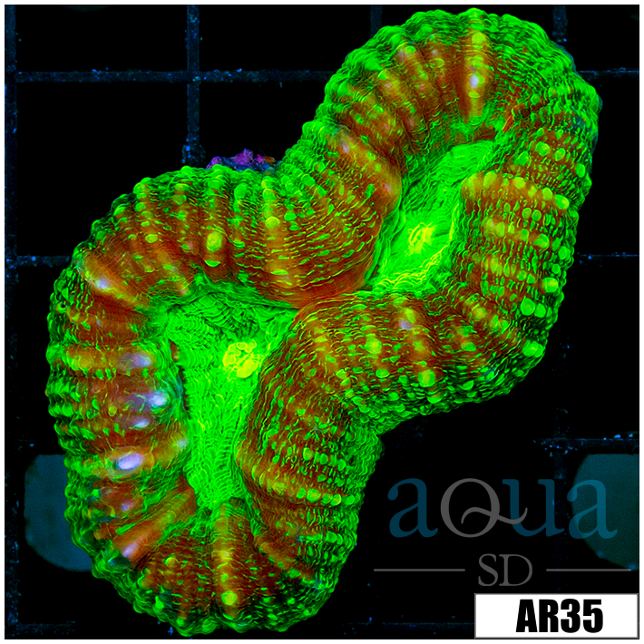 ASD Holy Grail Lobophyllia