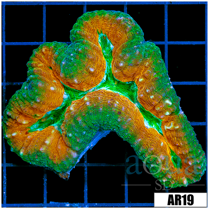 Ultra Pumpkin Lobophyllia