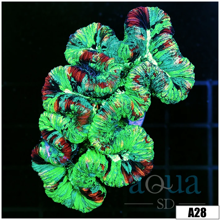 Neon Splatter Trachy