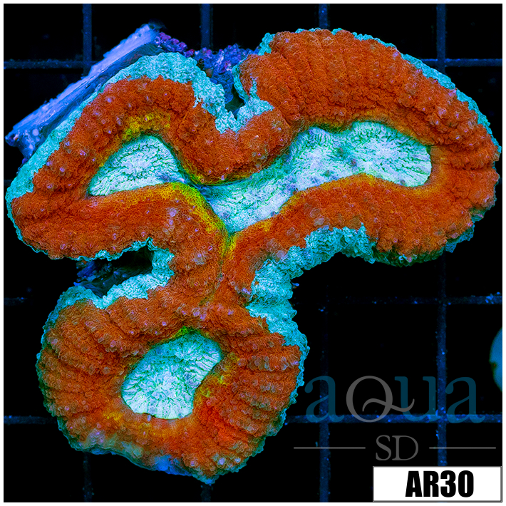 Fire And Ice Lobophyllia