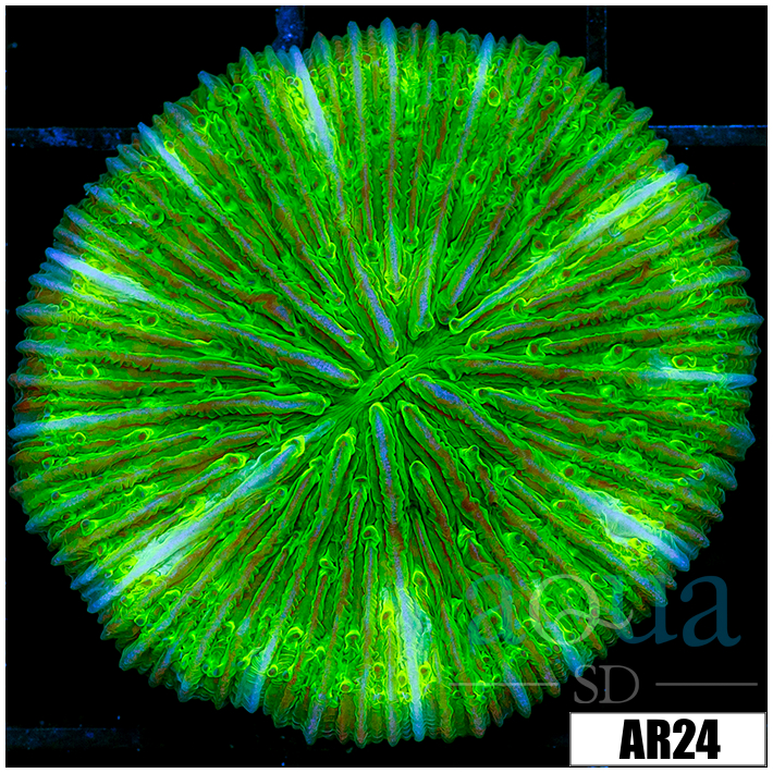 Nuclear Plate Coral