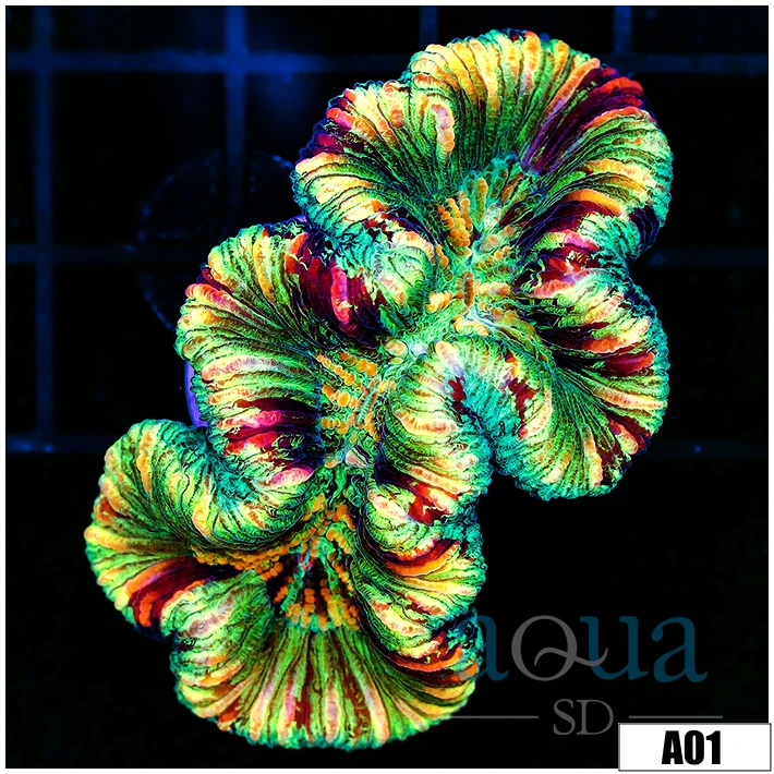 Neon Splatter Trachy