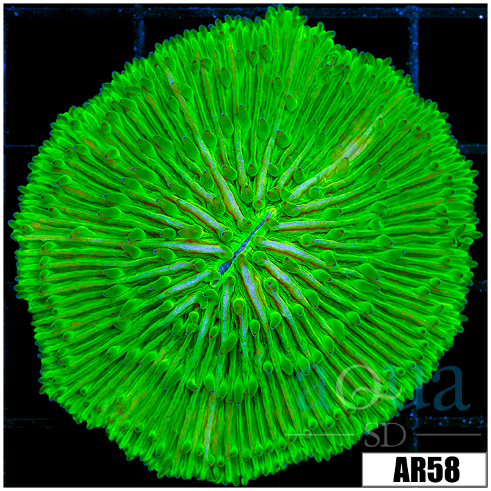 Nuclear Plate Coral