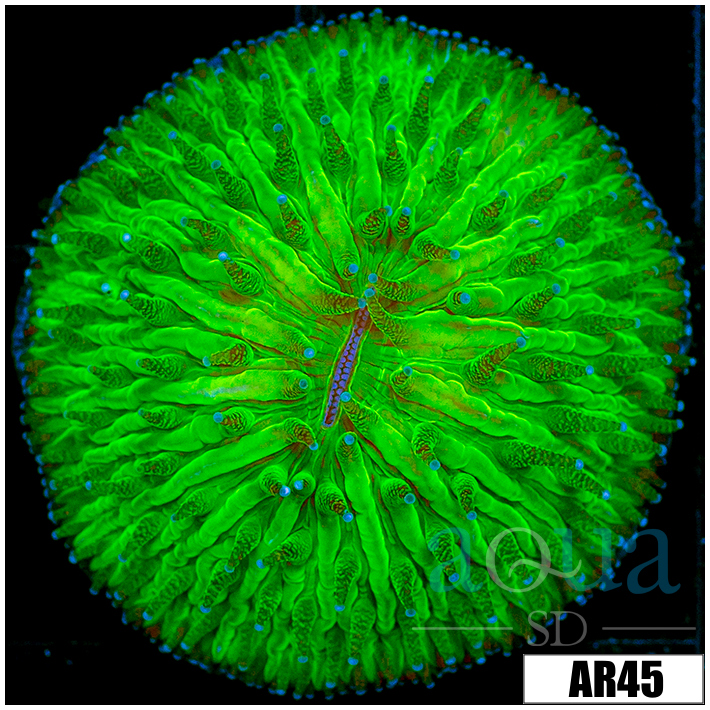 Nuclear Helmet Plate Coral